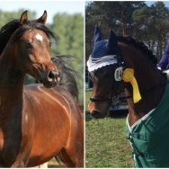 Victor SLM wins in dressage